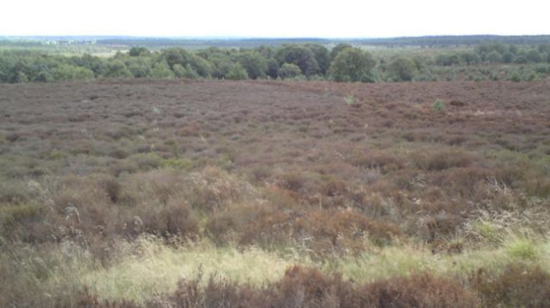 Heidehaantje vernietigt hectares heide