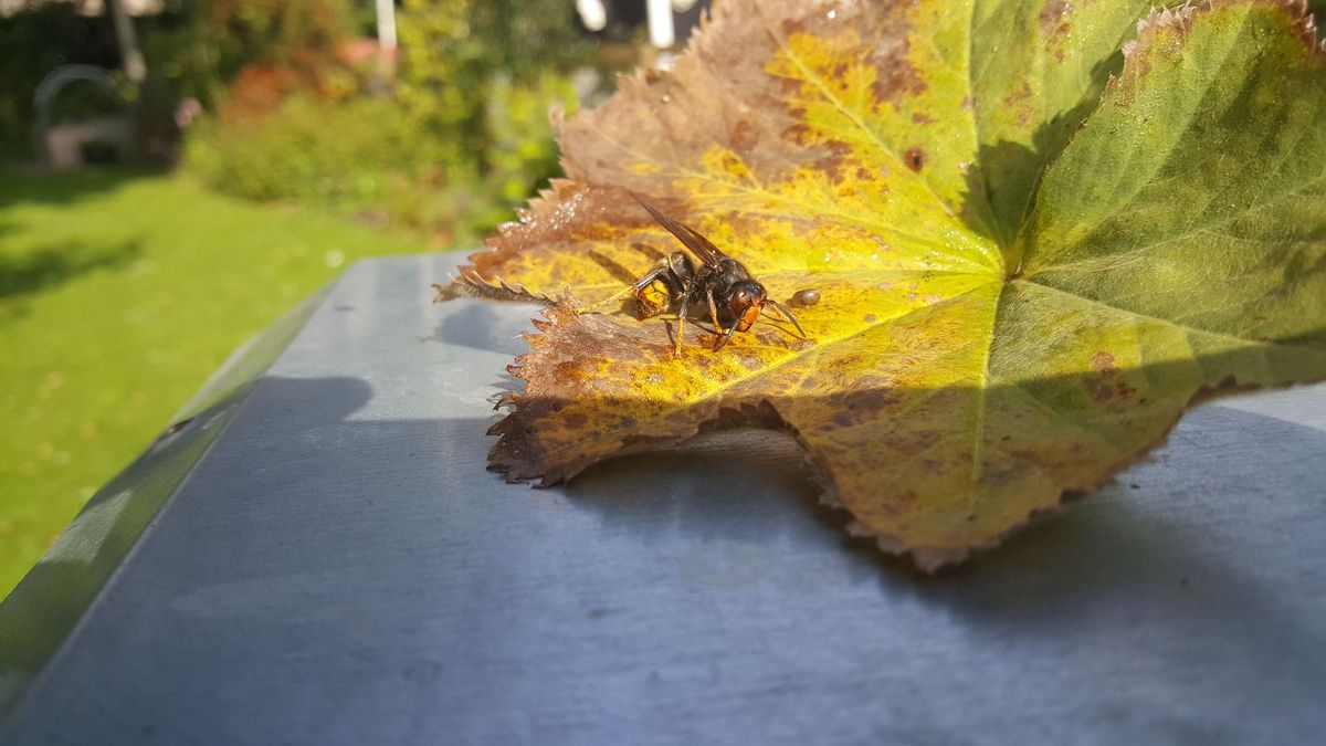 Eerste Aziatische hoornaar van Nederland geplet in Dreischor