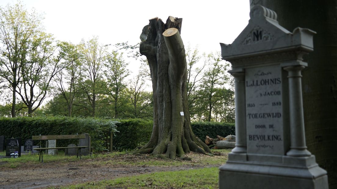 Het restant van de apostelboom (Rechten: RTV Drenthe/Andries Ophof)