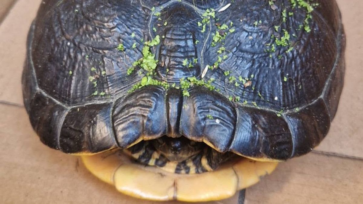 Een opmerkelijke vondst: exotische schildpad van Sumar naar opvang gebracht