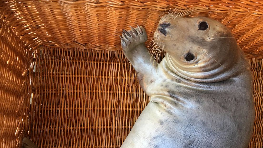 De gewonde zeehond opgevangen