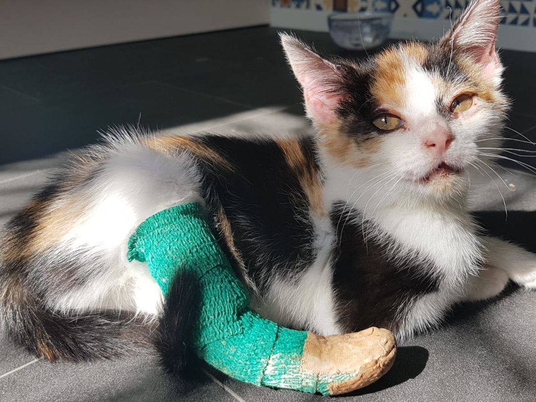 De mishandelde Kitty na de eerste operaties