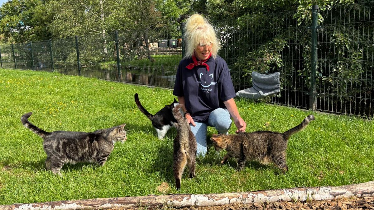 Anja zorgt voor ruim 600 katten: 'Ik ken ze allemaal bij naam'