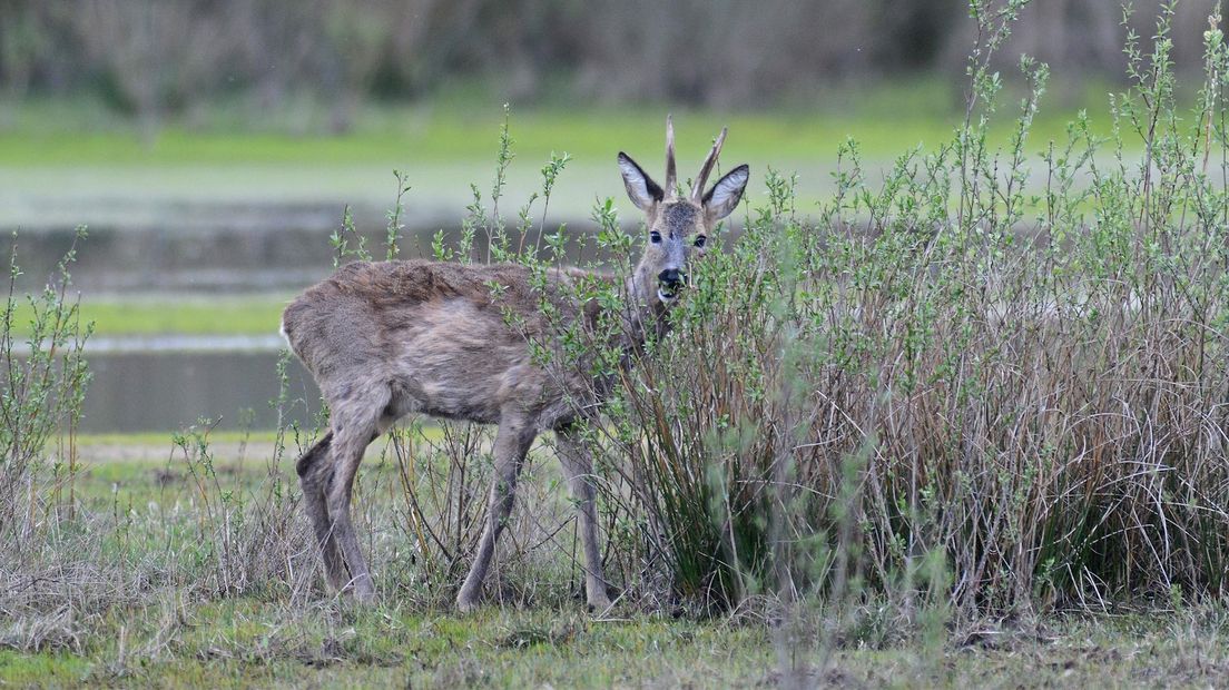 Een reebok in het Buurserzand bij Haaksbergen