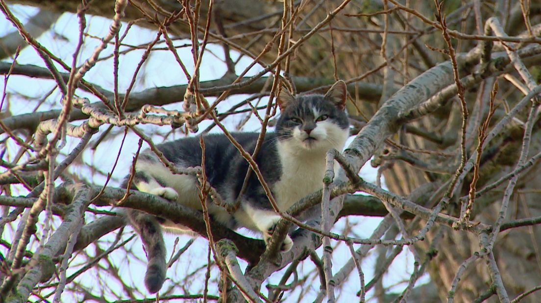 Poes Pluisje komt na dagen eindelijk uit boom