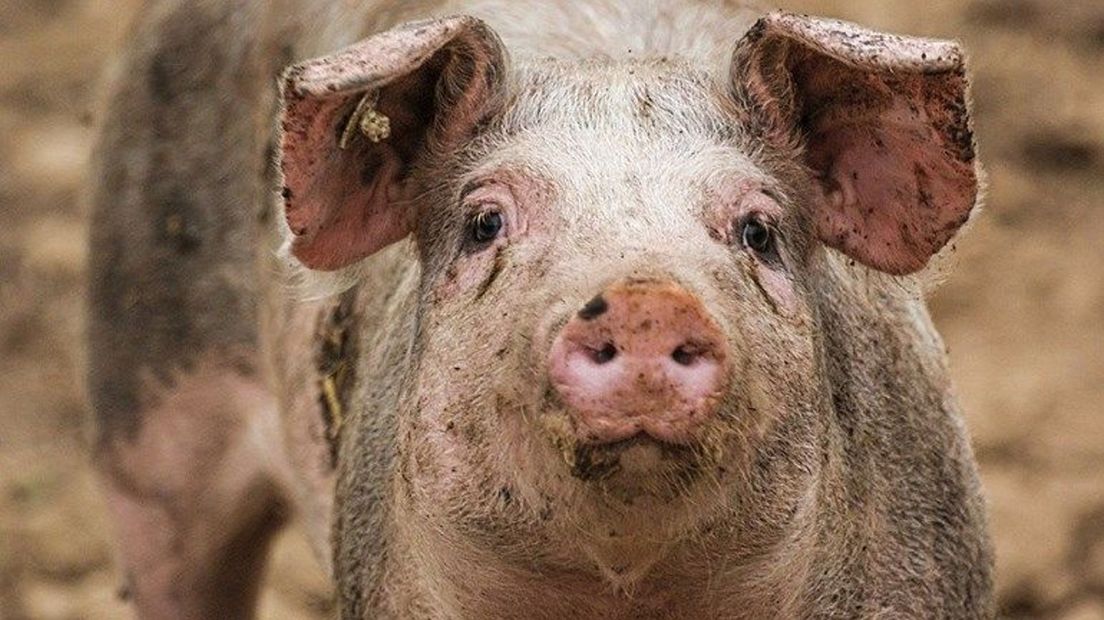 Medewerkers van Gosschalk in Epe mishandelden varkens.