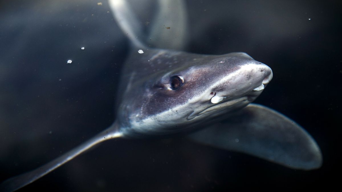 Wildlands sluit aquarium: 'Gebouw te warm voor dieren uit de koude zeeën'