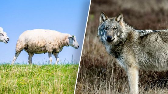 Weerstand tegen vangkooi voor wolven met levende lokschapen