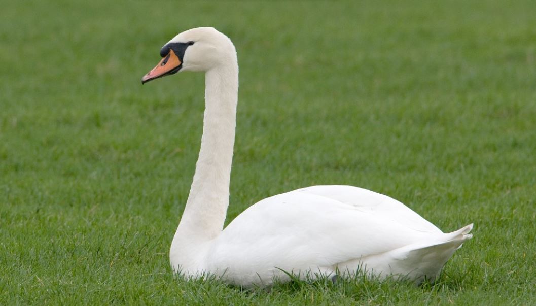 Dierenbescherming: Stop Met Afschieten Knobbelzwanen - Omroep Gelderland