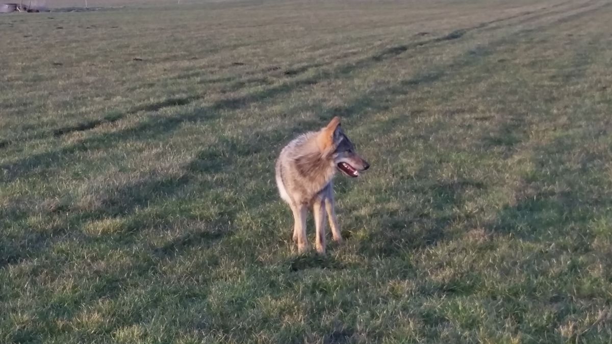 Wolf zondagmorgen gezien in Aa en Hunze