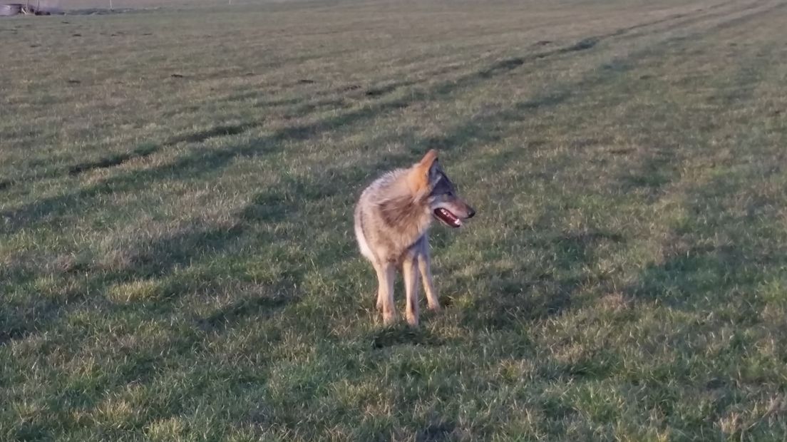 De wolf in Drenthe.