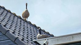 112-nieuws: Broedende ganzen verwijderd van dak • Zwaan veroorzaakte file op A7 bij Groningen
