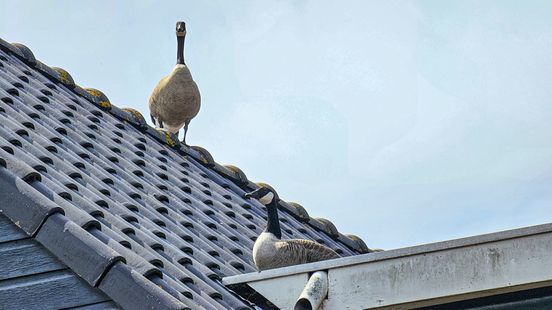 112-nieuws: Zwaan veroorzaakte file op A7 bij Groningen • Broedende ganzen verwijderd van dak