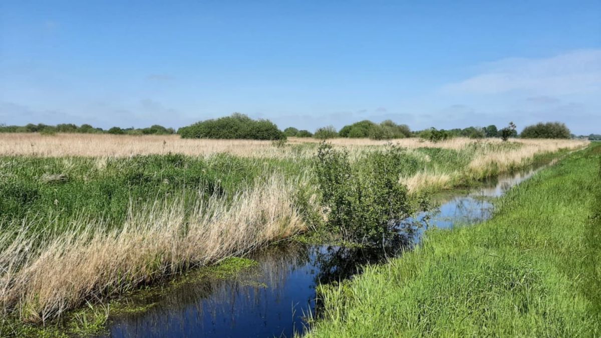 Zeldzame boomkikkers duiken op in Groningen
