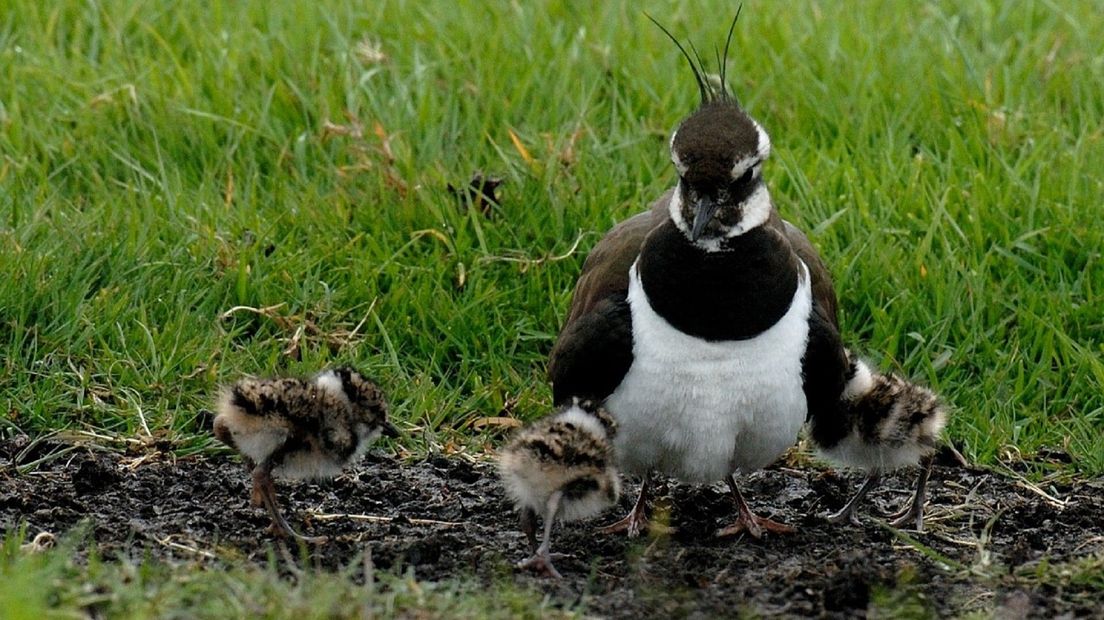 Veel kuikens van de kievit overleven het niet door een gebrek aan veiligheid en voedsel.