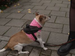 Aangevallen hondje Bobby is weer thuis