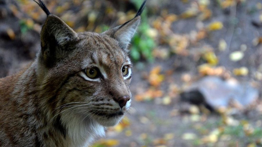 In Europa leeft de Euraziatische lynx.