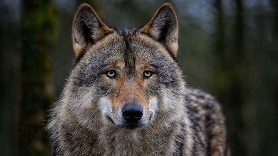 Afschieten probleemwolf mag een half jaar langer: 'Alleen voor de bühne'
