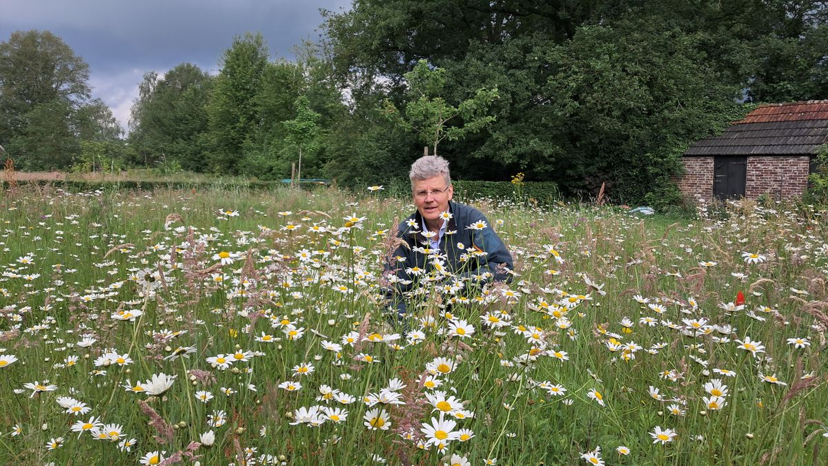 Ieder jaargetijde een nieuwe tuin in Ansen: 'Nu is het margrietenseizoen'