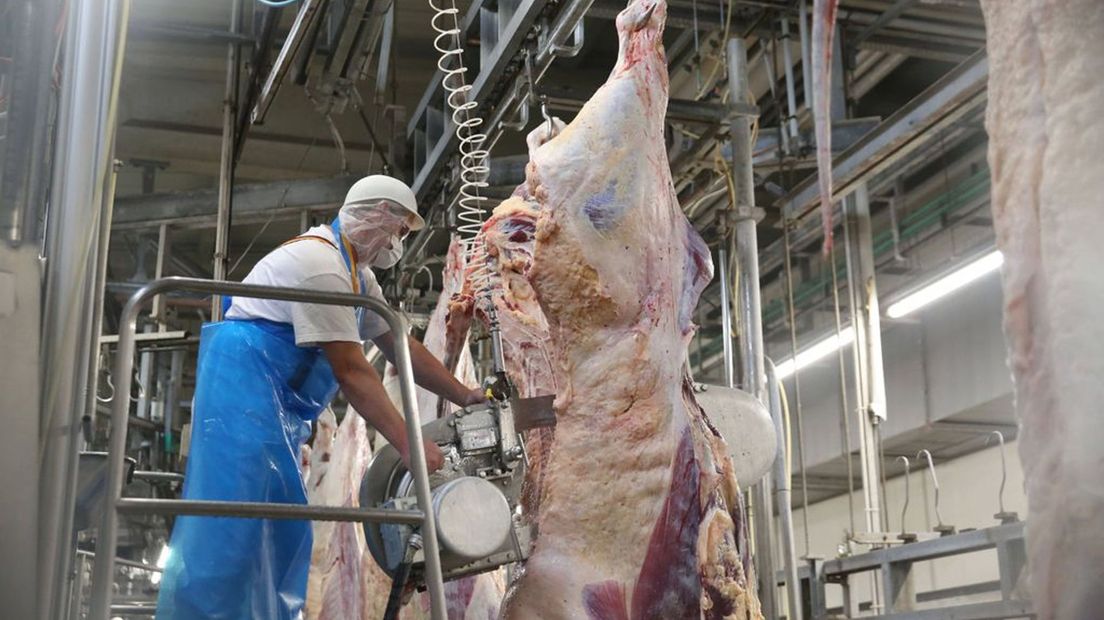 Of slachthuizen zich aan de regels houden is niet te controleren door uitblijven cijfers NVMA