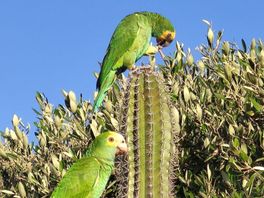 Papegaaisoort was uitgestorven op Aruba, maar is nu terug dankzij Avifauna