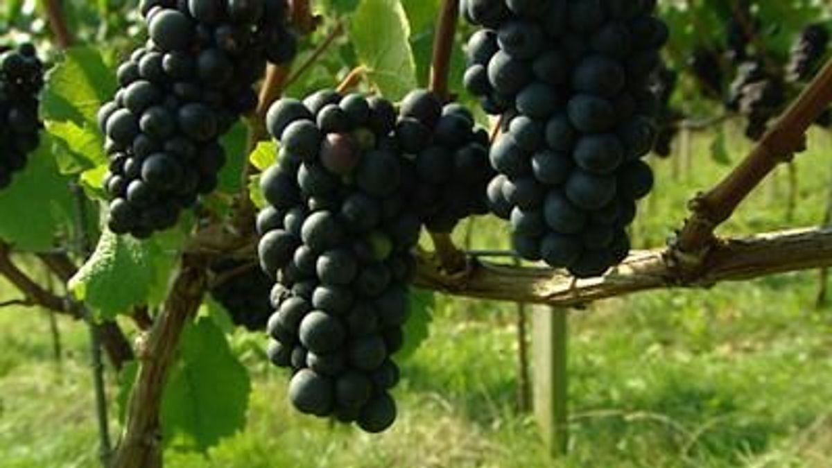 Provincie vindt nog niks van wijnplannen Ubachsberg