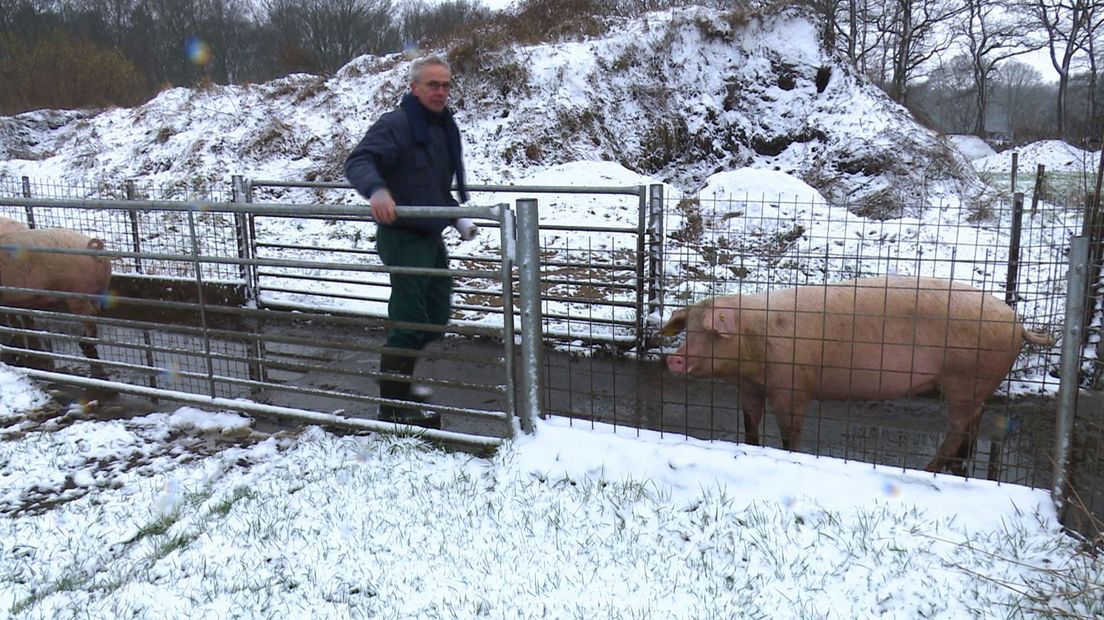 biologische boer Jan Overesch bij zijn varkens