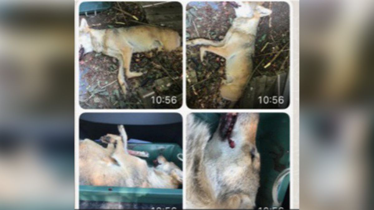 Faunabescherming gaat vervolging proberen af te dwingen voor afschieten wolf Wapse