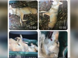 Faunabescherming gaat vervolging proberen af te dwingen voor afschieten wolf Wapse
