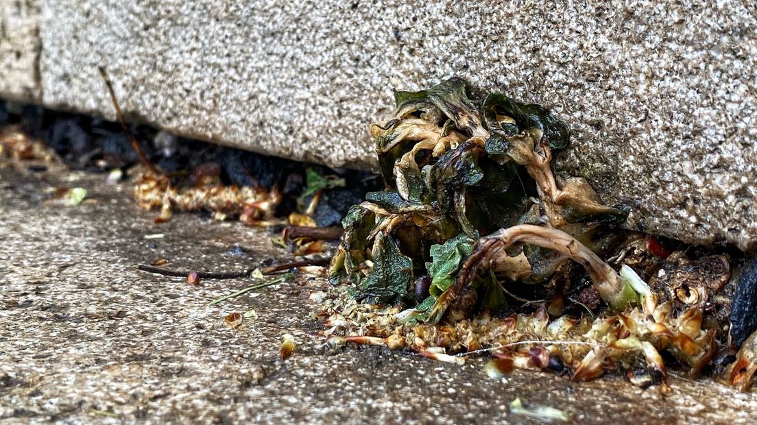 De begroeiing is weggebrand door de groenbeheerder