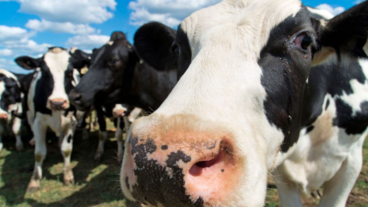 Koe uit mestput gered in Roosteren