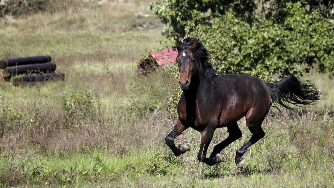 Hoeven van paarden trappen in de Kale Duinen holen in waar tapuiten in broeden (Rechten: Pixabay)