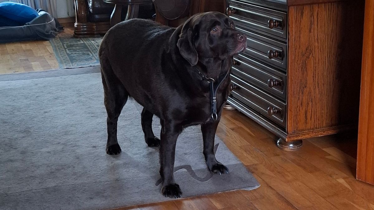 Te dikke hond leidt tot rechtszaak: OM ziet geen kwade wil, wel onvermogen