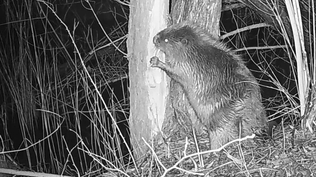 Knagende bever in Buytenhout