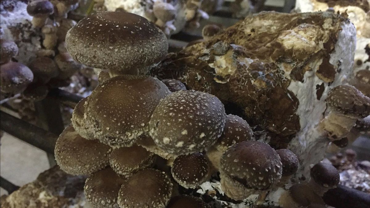 Expeditie Oost: Het kleinste winkeltje van Twente, op het erf van de shiitake kweker in Tilligte