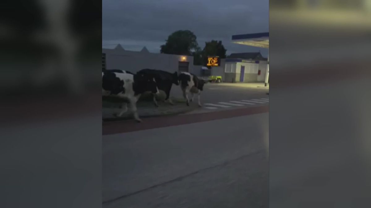 De koeien doolden onder andere door Heerenveen