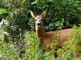 Jagers mogen weer reeën afschieten