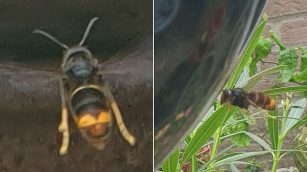Bestrijder maakt korte metten met Aziatische hoornaar: 'Eten kilo's insecten op'