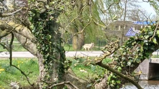 Wolf in Westbroek? Dode lammetjes en gewonde schapen na aanval in weiland Home
