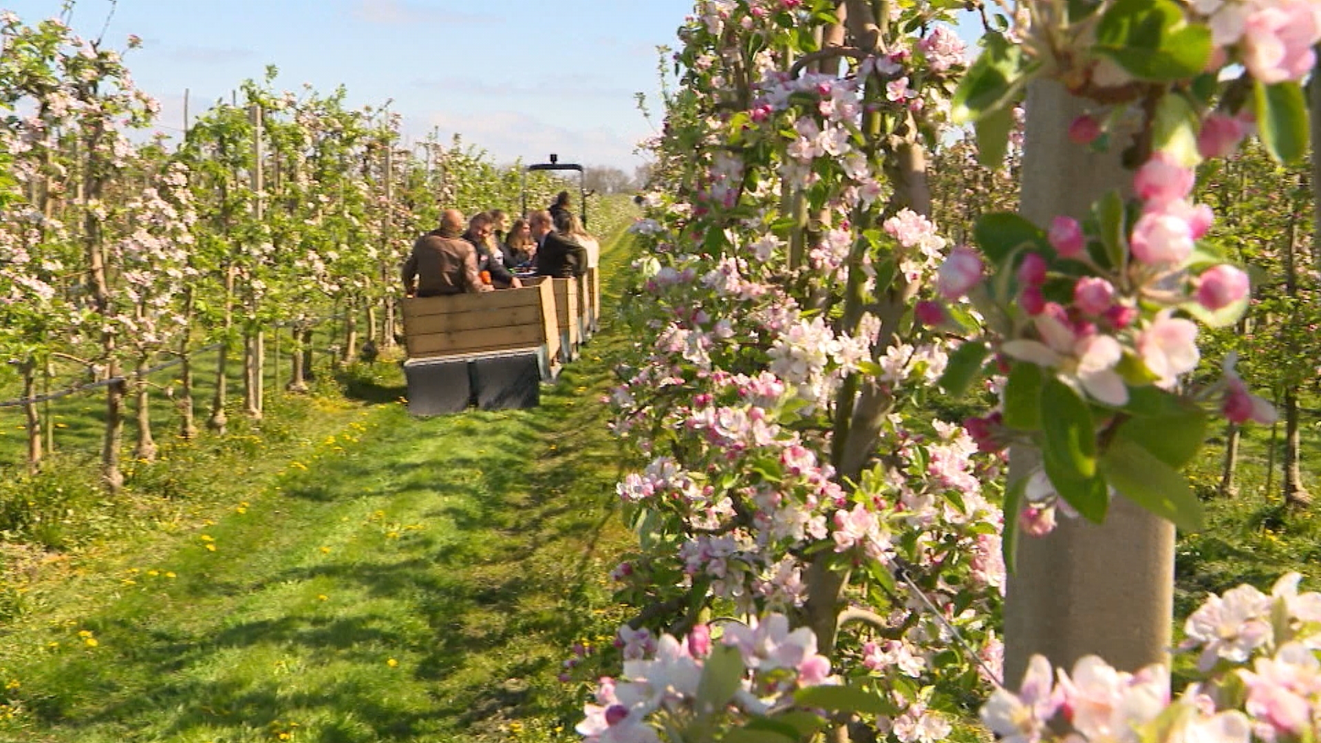 Met een trein langs kersen- en appelbloesem: ‘Leuk dat we de klanten ermee kunnen verblijden’