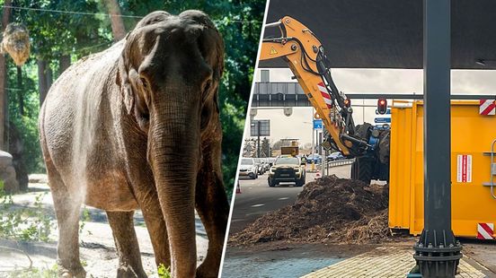 Olifantenmest belandt op druk verkeersplein: files en stankoverlast