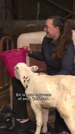 Kalf Lies gered door koeveuse
