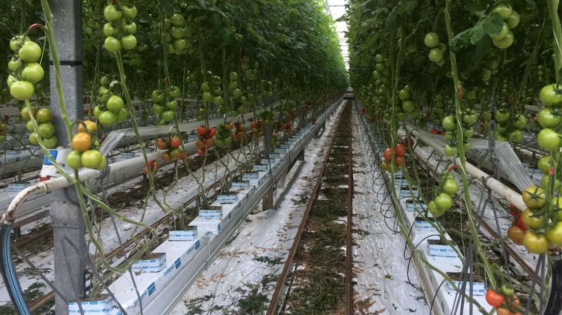 Tomaten in een kas in Honselersdijk