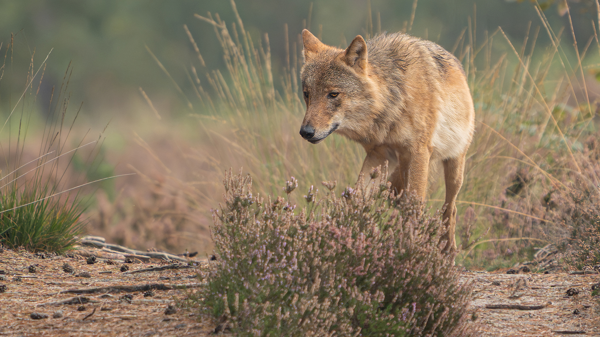 Wolf GW3237m is doodgeschoten.