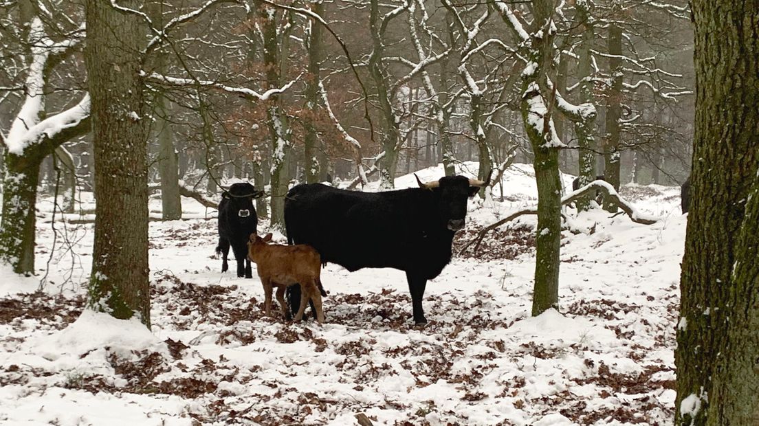 Terwijl de Hollandse rood- en zwartbonte koeien alweer maanden op stal staan, blijven de Spaanse runderen ook in winterse omstandigheden buiten. Van de kou hebben de dieren weinig last. Het is een van de redenen waarom deze met uitsterven bedreigde grazers het zo goed doen in de Veluwse natuur.
