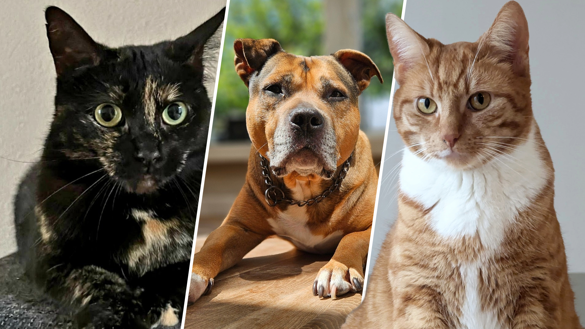 'Luna' is de populêrste namme foar hûnen én katten yn Fryslân; sjoch hjir de hiele top 10