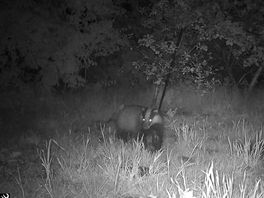 Wildcamera filmt dader van 'wroetputjes' in de tuin