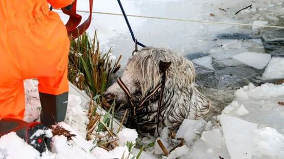 Pony gered uit ijskoude sloot • autobrand in Apeldoorn