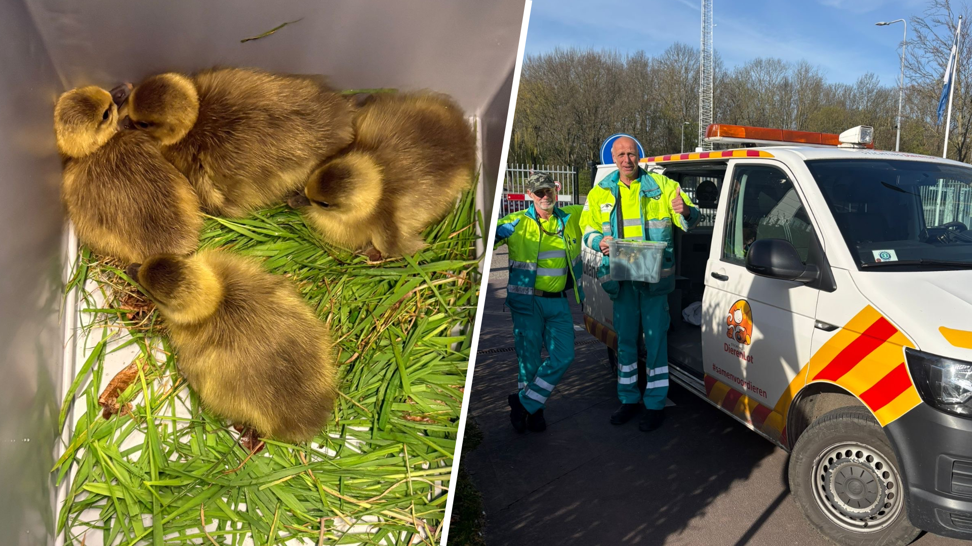 Kuikentjes langs A27 bij Rijnsweerd gevonden