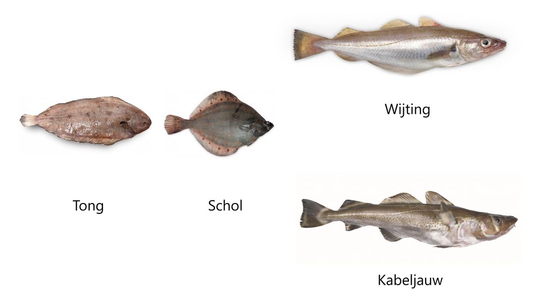 Vissoorten die met name voor Zeeuwse vissers van belang zijn